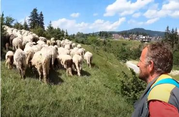 Пастир Будо на Влашићу чува 180 оваца (ВИДЕО)
